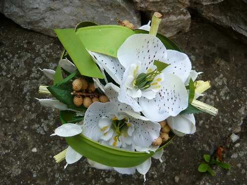 Helleborus — foto 1