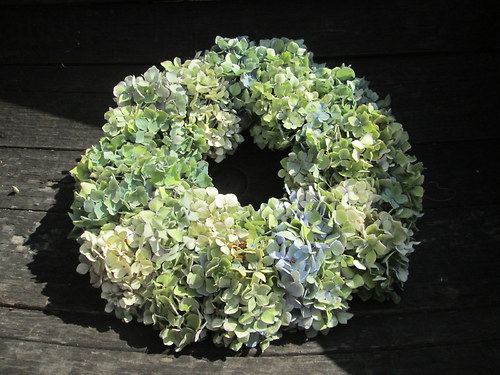Něžný půvab hortenzie — foto 1