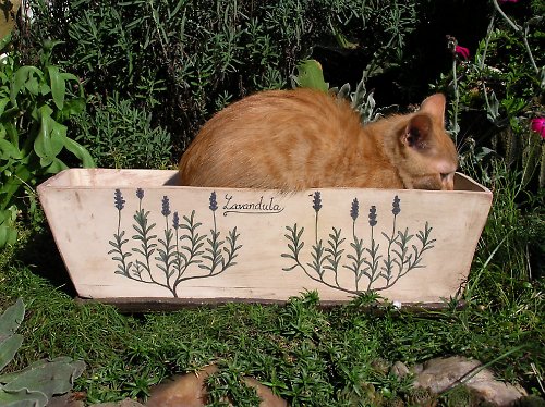Truhlík s levandulí na přání — foto 1