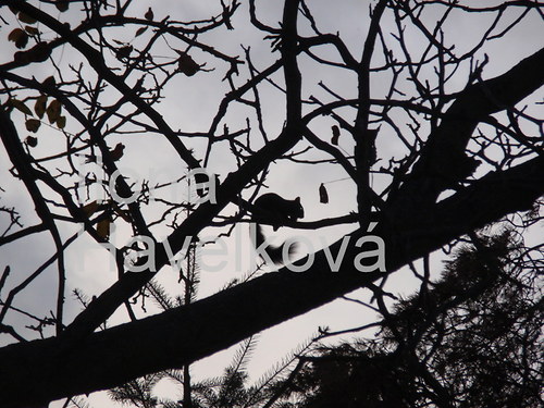 Veverka — foto 1