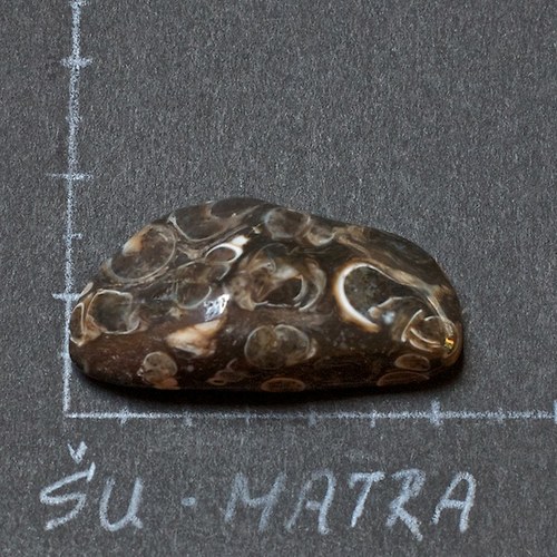 Turritella — foto 1