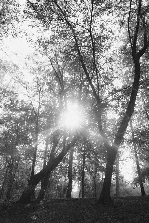 Český les — foto 1