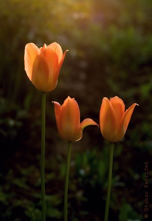 Tulipány III