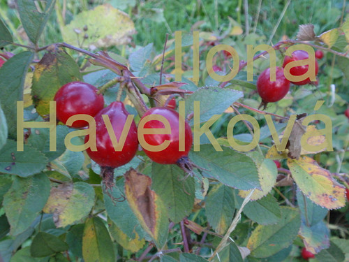 ŠÍPKOVÝ ČAJ — foto 1