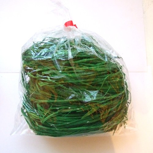Lýko zelené - 50 g — foto 1
