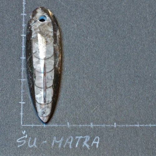 Orthoceras - přívěsek — foto 1