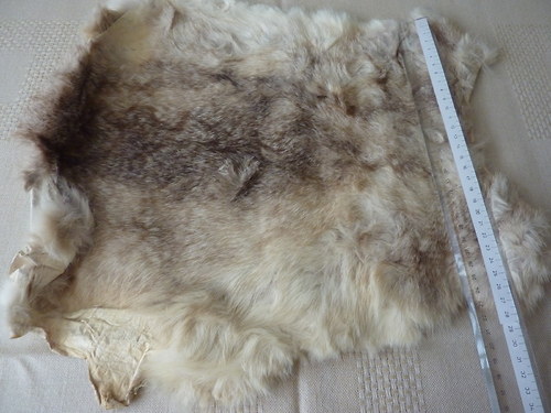 Králík — foto 1