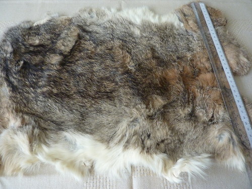 Králík — foto 1