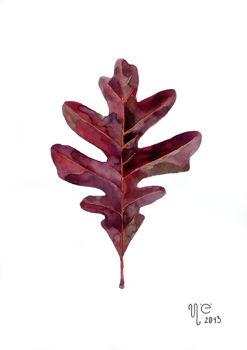 Quercus alba. Akvarel — foto 1