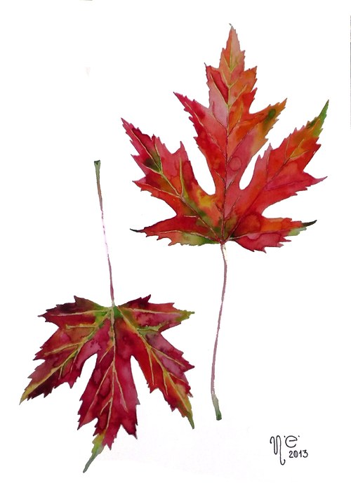 Acer saccharinum. Akvarel — foto 1