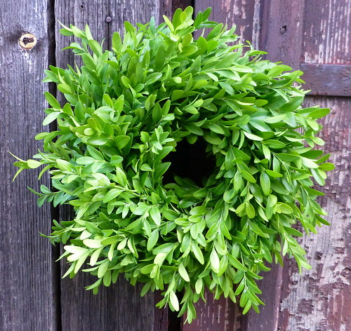 Věnec buxus - Zelenáček — foto 1