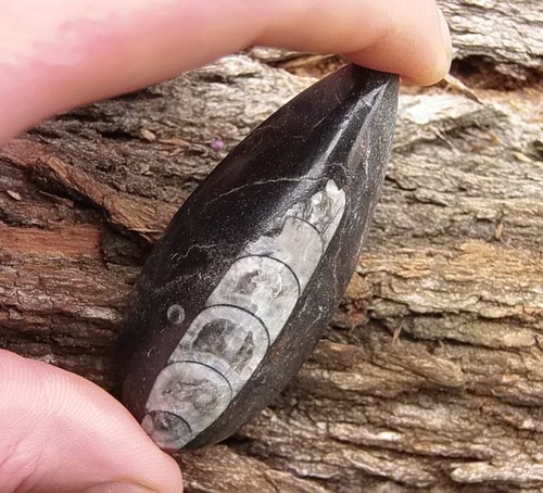 Orthoceras — foto 1