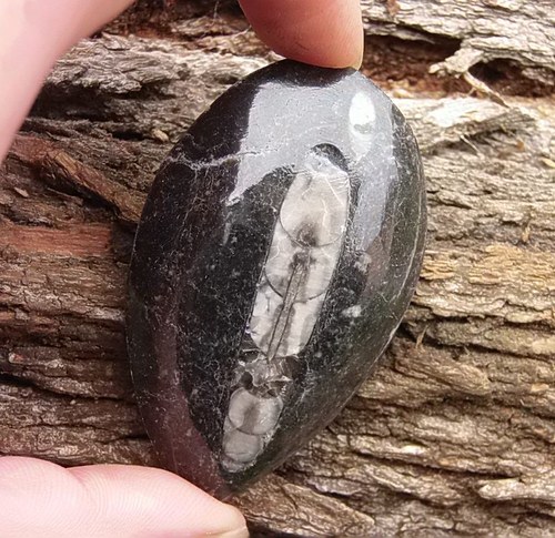 Orthoceras — foto 1