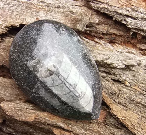 Orthoceras — foto 1