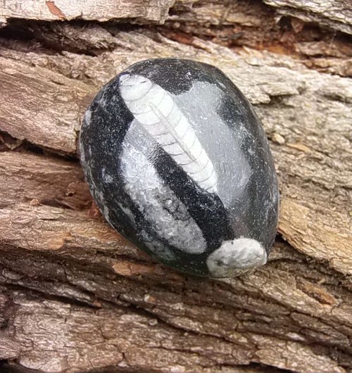 Orthoceras — foto 1