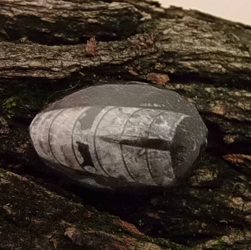 Orthoceras 162 — foto 1