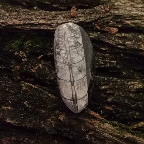 Orthoceras 164 — foto 1