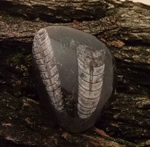 Orthoceras 165 — foto 1