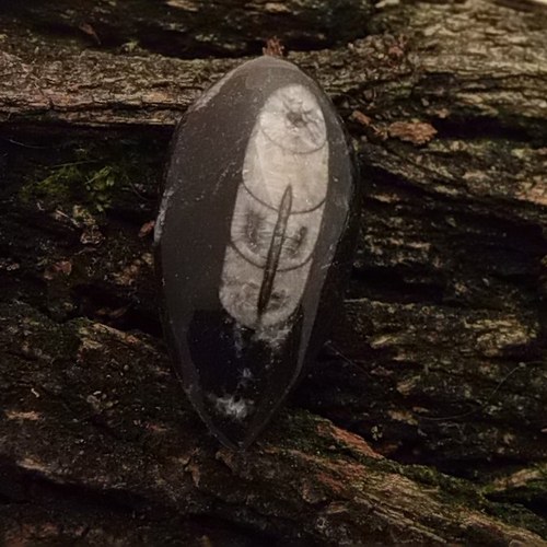 Orthoceras 166 — foto 1