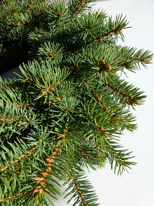 Věnec velký adventní — foto 1