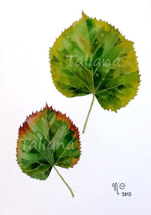 Tilia anebo lípa. Akvarel — foto 1