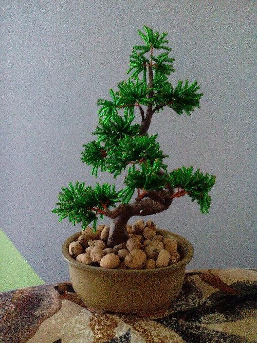 Bonsaj jehličnan — foto 1