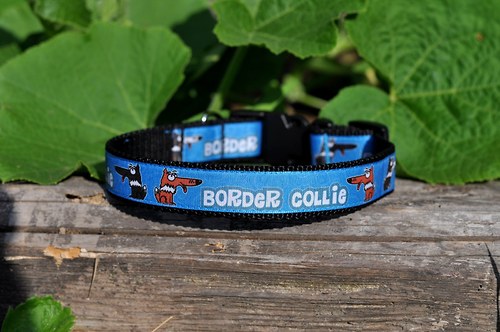 Obojek pro border kolie - modrý — foto 1