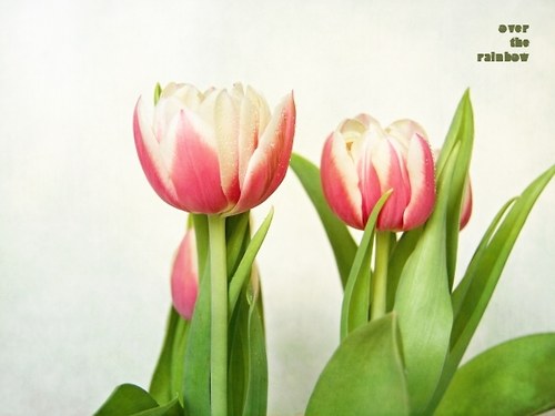 173. Tulips II-autorská fotografie