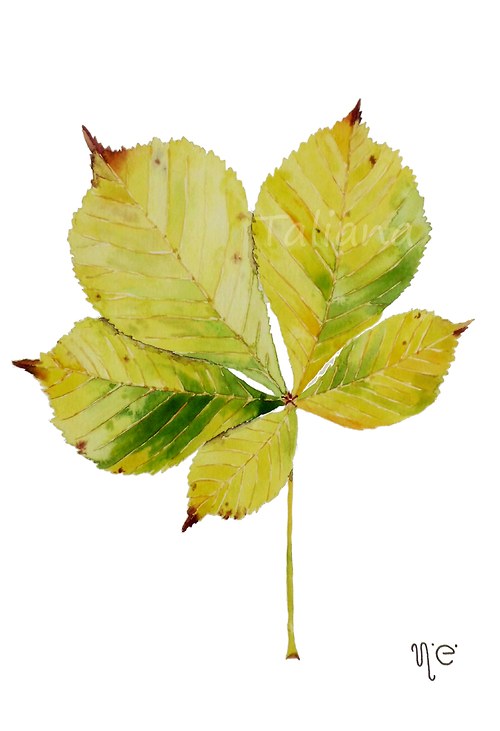 Aesculus hippocastanum. Akvarel na A5 — foto 1