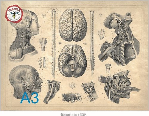Anatomie nervových cest hlavy — foto 1