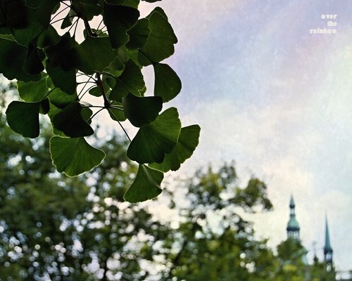 181. Ginkgo - autorská fotografie