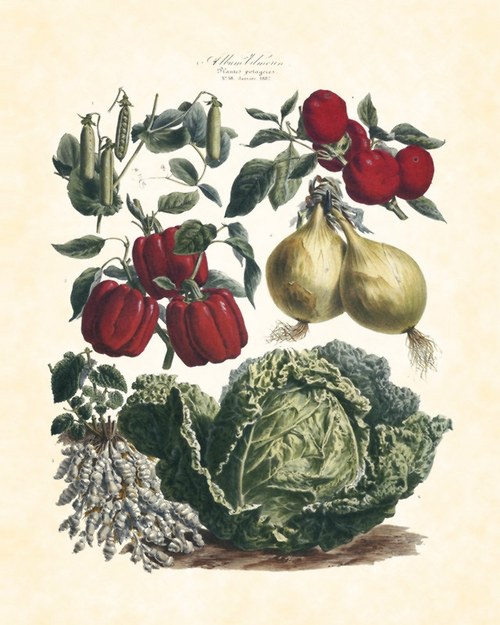Zelenina II