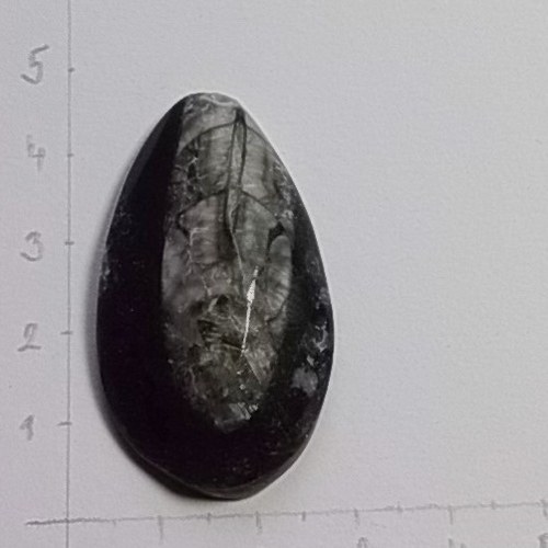 Orthoceras 386 — foto 1