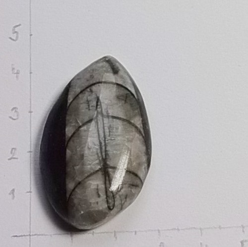 Orthoceras 387 — foto 1