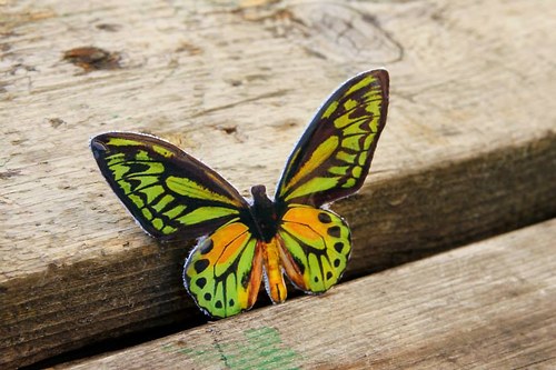 Ornithoptera Croesus brož — foto 1