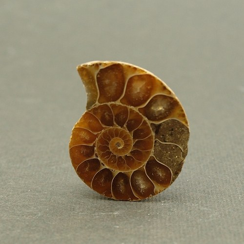 Amonit - fosílie — foto 1