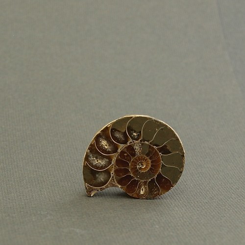 Amonit - fosílie — foto 1