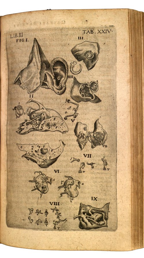 Anatomie , ucho — foto 1