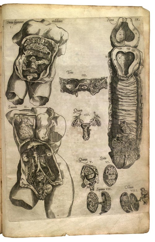 Anatomie, genitální ústrojí — foto 1