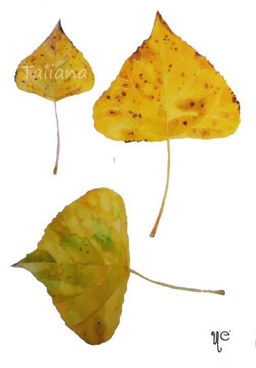 Populus nigra. Akvarel na A5 — foto 1