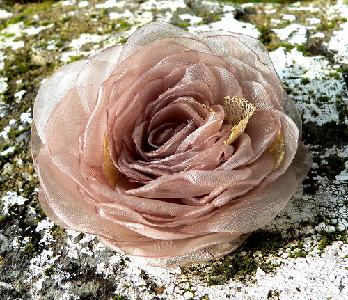 Where the wild roses grow - sponečka — foto 1