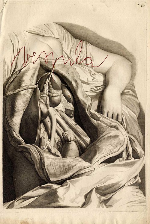 Anatomie, játra — foto 1
