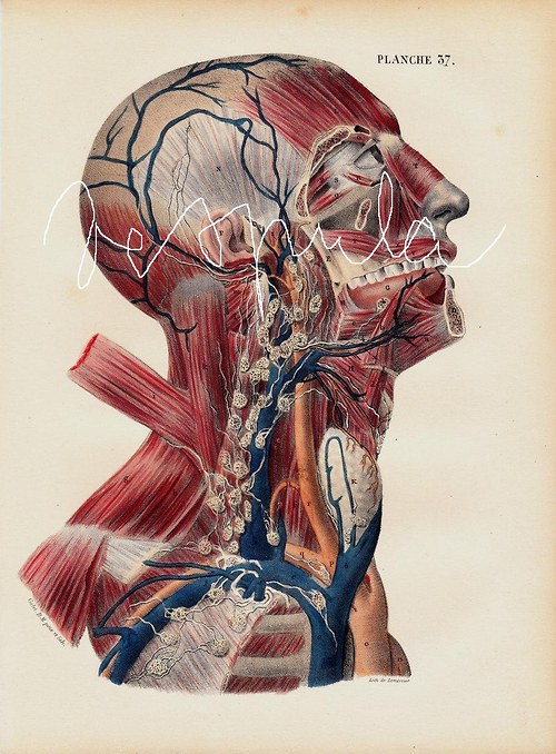 Anatomie II, hlava