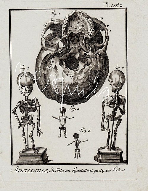 Anatomie , lebka III