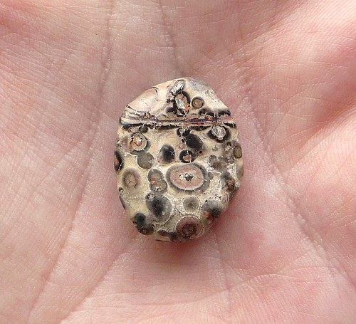 Jaspis leopard