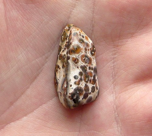 Jaspis leopard