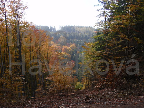 Průhled