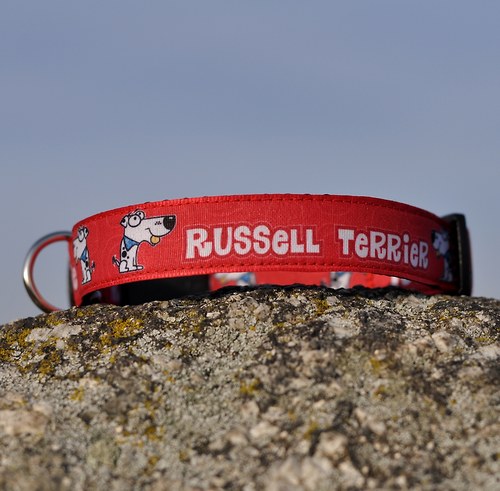 Obojek Russell Terrier červený — foto 1
