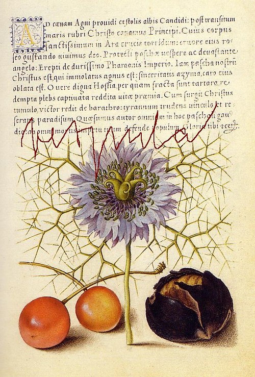 Botanické listy I — foto 1