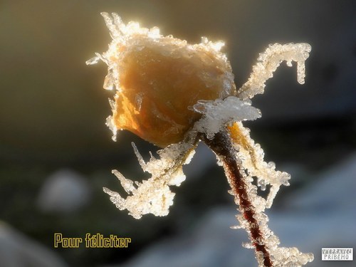 Pf přáníčko pohlednicové ... — foto 1